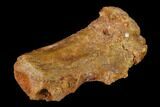 Fossil Dinosaur Caudal Vertebra - Morocco #144822-3